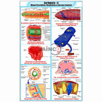 Earthworm - II Blood Circulation, Respiratory and Nervous System Chart